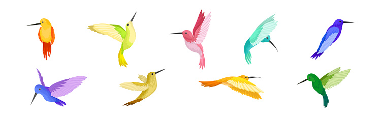 Colorful Hummingbird with Long Beak and Bright Feathers Vector Set. Exotic and Tropical Bird