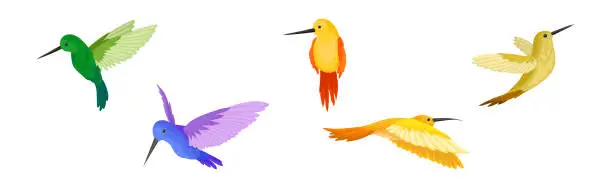 Vector illustration of Colorful Hummingbird with Long Beak and Bright Feathers Vector Set