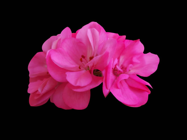 Pelargonium peltatum (Ivy Geranium) pink flower in bloom isolated on black background