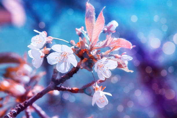 Floral spring easter pink blossom tree branch background. Blooming tree branches with fresh leaves and pink blossom flowers in orchard spring time. Easter spring sakura flowers background. Mixed media illustration