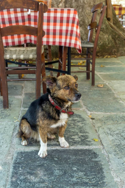 istock A young dog sits on a stone tile close-up 2039932965