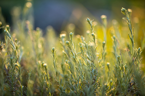 Immortelle buds in the springtime.