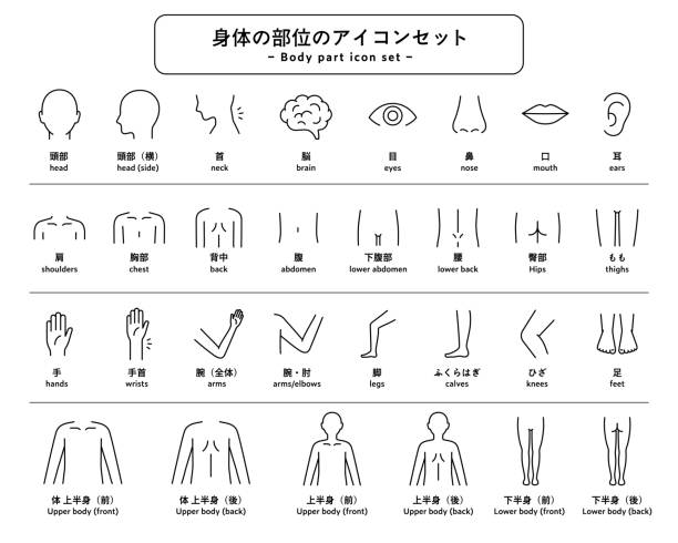Set of icons and pictograms of human body parts Set of icons and pictograms of human body parts
This is an illustration related to health, medicine, massage, etc.
Japanese meanings are in the illustrations. human joints medical stock illustrations