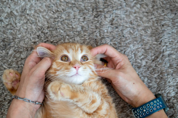 istock Female hands playing with an orange kitten 2039945953