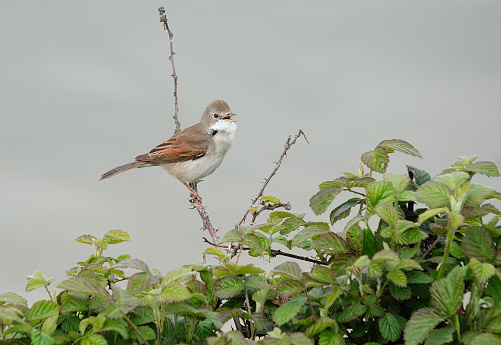 A common whitethroat singing in a thorn bush.