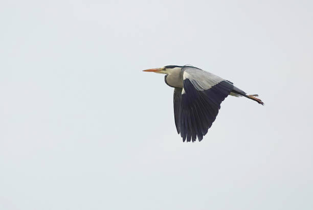 istock A low angle view of a grey heron, ardea cinerea, flying gracefully through the sky. 2039960415