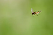 A marmelade hoverfly, episyrphus balteatus, in flight against a defocused green background.