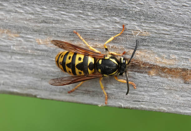 istock A high angle view of a wasp gathering nesting material by chewing on a wooden fence. 2039962365
