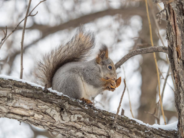 istock The squirrel with nut sits on tree in the winter or late autumn. 2039975850