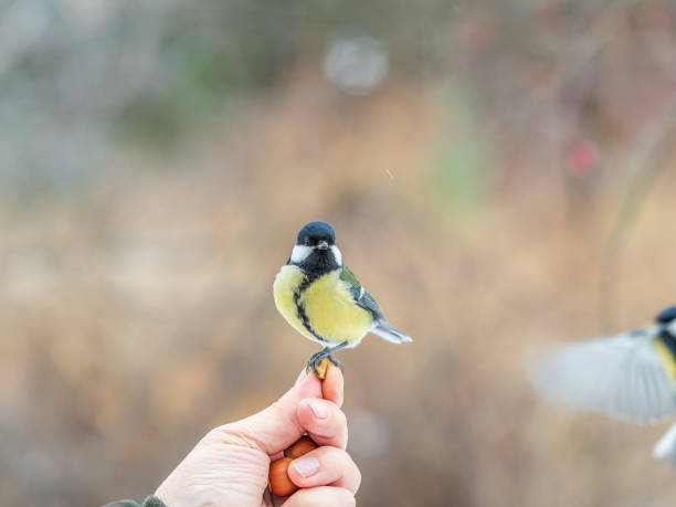 istock A tit sits on a man's hand and eats seeds. 2039976386