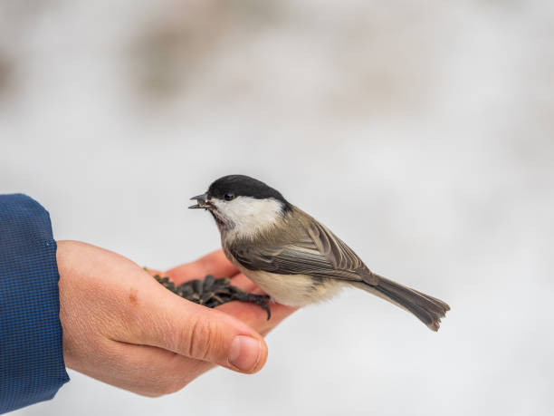 istock A willow tit sits on hand and eats seeds. Hungry bird willow tit eating seeds from a hand in winter or autumn 2039976470