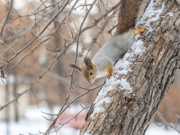 istock Portrait of a squirrel on a tree trunk 2039976921