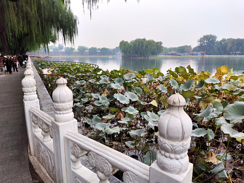 Water plants on Qianhai lake, Beijing downtown. Tourists walking on the waterfront.