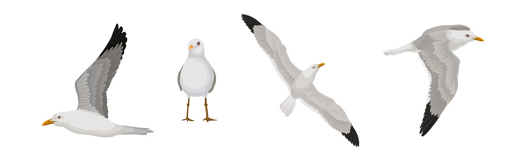 Gray and White Seagull Bird in Different Pose Vector Set. Flying Gull Seabird with Wing and Beak