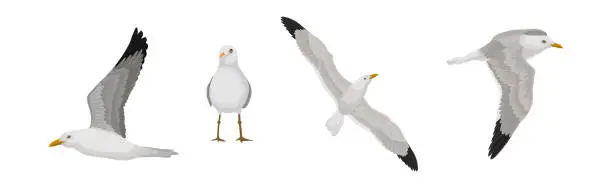 Vector illustration of Gray and White Seagull Bird in Different Pose Vector Set