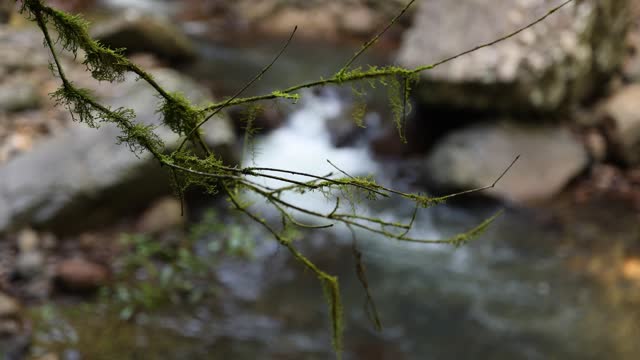 Lichen on tree branch with mountain stream behind