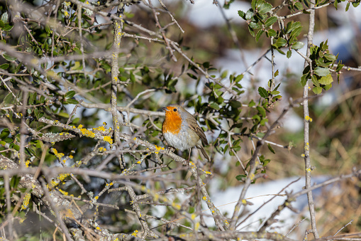 Bright robin redbreast (Erithacus rubecula) sits on a branch in the winter forest close-up on a sunny day