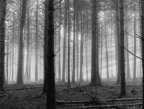 istock Into the misty forest at morning 2039994067