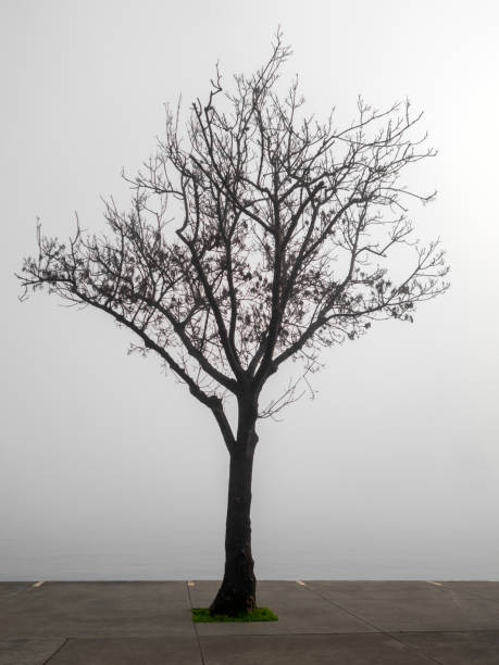 Tree against the morning sun in the mist. Bosphorus, İstanbul.