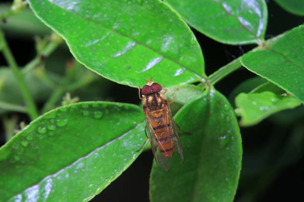 Aphid eating flies in the wild, North China