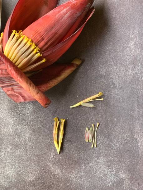 istock Banana Blossom and its parts 2040012438