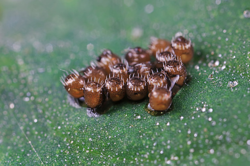 Insect eggs on wild plants, North China