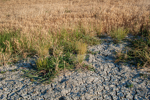 Drought in the crop field