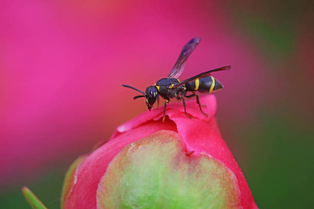 Bee insects in the wild, North China