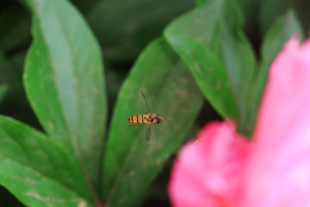 Aphid eating flies in the wild, North China