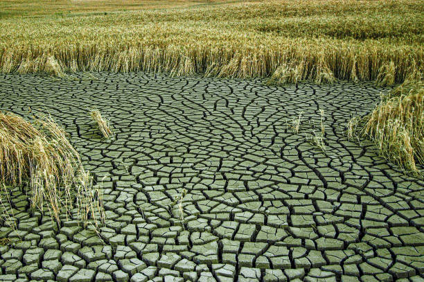 dry ground and foliage background, topview