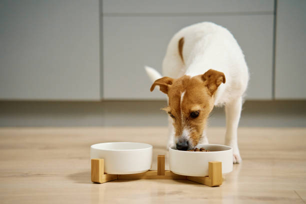 istock Dog eating dry food from bowl in kitchen 2040021529