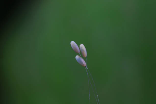 Insect eggs on wild plants, North China