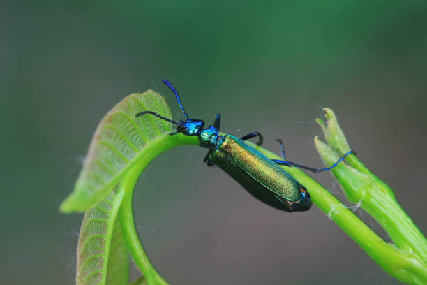 coleoptera insect -- green daphne genkwa, north china - coleoptera zdjęcia i obrazy z banku zdjęć