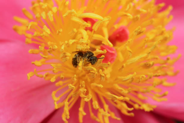 08/29/2025: The genus Megachile is a cosmopolitan group of solitary bees, often called leafcutter bees or leafcutting bees. Bee pollinating a flower