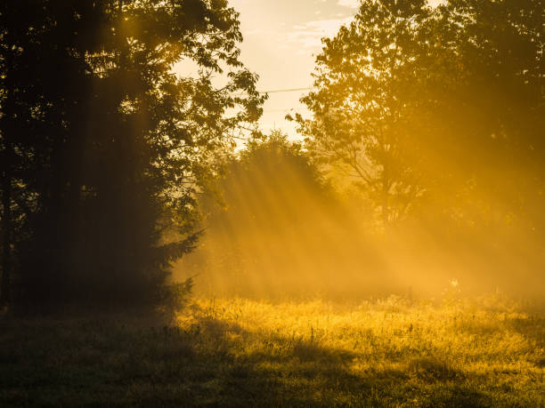 The early morning sun casts a warm golden glow through the mist among trees in a tranquil Swedish forest. The light filters through the branches, creating beams that illuminate the forest floor and the surrounding mist.