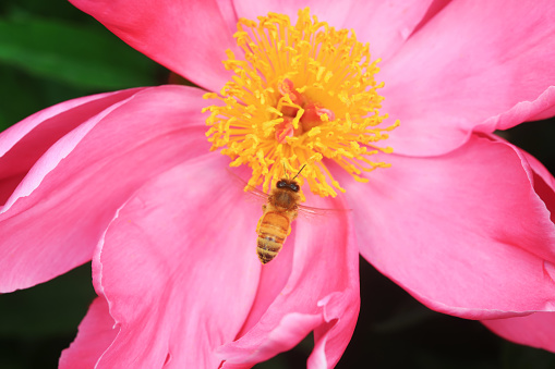 Bees gather honey on peony flowers, North China