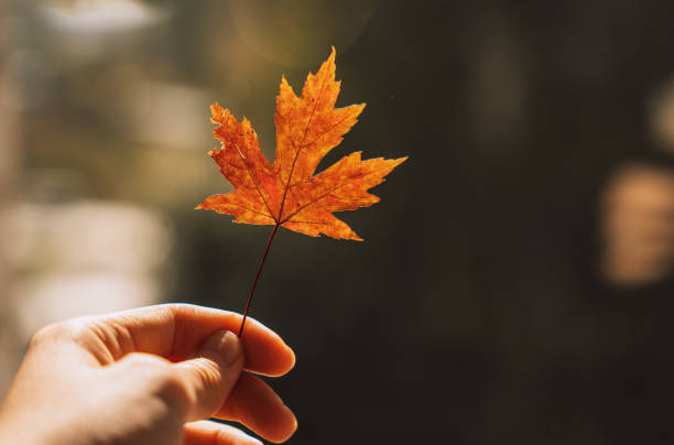 istock Yellow dry maple leaf in a female hand in front of a window 2040030762