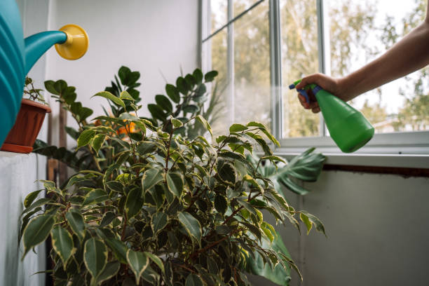 istock Spraying and caring for indoor plants in a greenhouse 2040031284