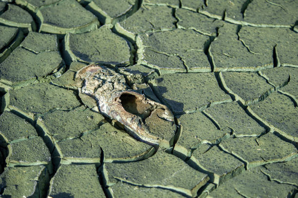Men's shoes stuck in cracked soil