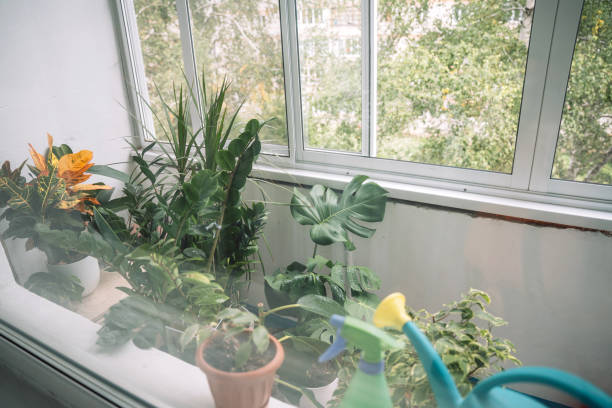 istock Many indoor plants with a watering can on the balcony 2040031297