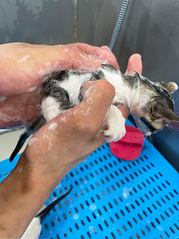 Bubble bath a small gray stray cat. Cute small tabby kitten taking a bath. a fluffy cat
