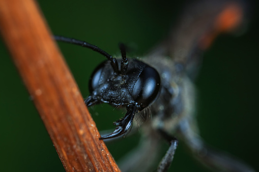 Green bottle fly (Lucilia sericata) on flowering plant