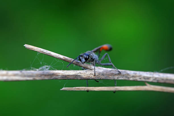 Bee insects in the wild, North China