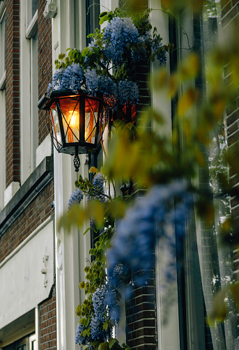 A detail shot captures the charm of Amsterdam streets, with an old-style street lamp casting its gentle light and blooming wisteria flowers adorning the scene. This image beautifully combines the historical ambiance of the city with the delicate touch of nature