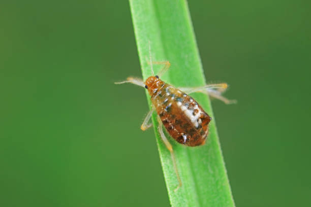 istock Aphids in the wild, North China 2040041024