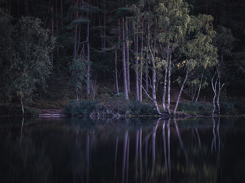 A tranquil scene unfolds at dusk by a calm lake in Mölndal, Sweden, showcasing the delicate interplay of light and shadow as trees are mirrored on the waters surface, creating an almost ethereal symmetry between nature and its reflection.