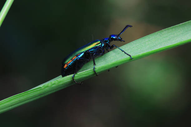 coleoptera insect -- green daphne genkwa, north china - coleoptera zdjęcia i obrazy z banku zdjęć