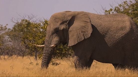 Elephant