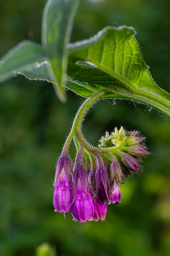 In the meadow, among wild herbs the comfrey Symphytum officinale is blooming.