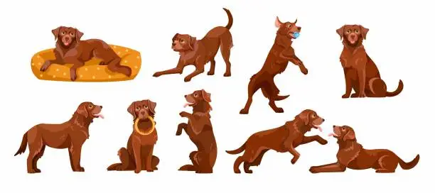 Vector illustration of Labrador Retriever Dog Breed with Brown Coat in Different Pose Vector Set